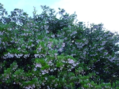 Arctostaphylos densiflora