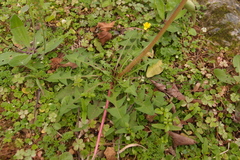 Taraxacum officinale