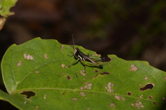 Methiolopsis geniculata