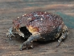 Breviceps fichus