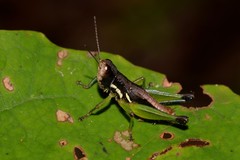 Methiolopsis geniculata