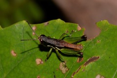 Methiolopsis geniculata
