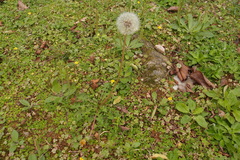 Taraxacum officinale