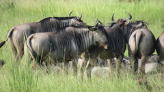 Connochaetes taurinus johnstoni