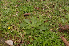 Plantago virginica