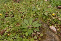 Plantago virginica