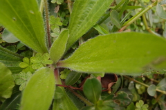 Plantago virginica