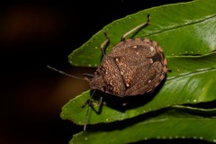 Platycoris bipunctatus