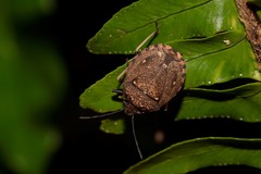 Platycoris bipunctatus