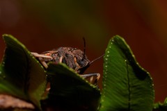 Platycoris bipunctatus