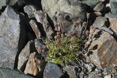 Silene turgida