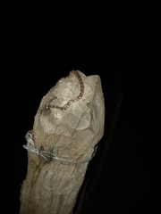 Leptodeira frenata