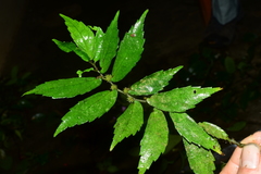 Elatostema