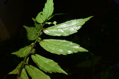 Elatostema