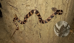 Leptodeira frenata