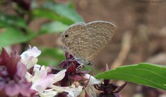 Prosotas nora ardates