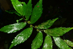 Elatostema