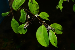 Symplocos sumuntia