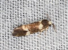 Thallarcha phalarota