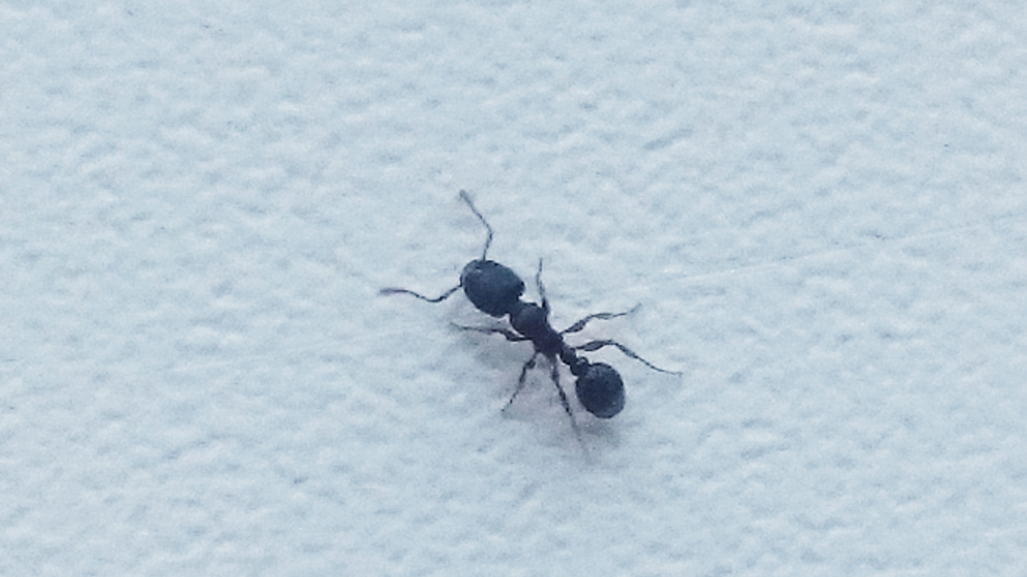 Tetramorium