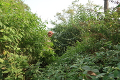 Ocimum gratissimum gratissimum