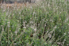 Ocimum kilimandscharicum