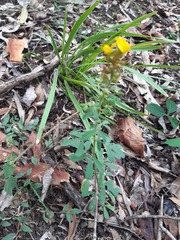 Crotalaria medicaginea
