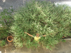 Ocimum kilimandscharicum