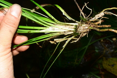 Ophiopogon