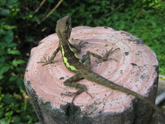 Diploderma swinhonis