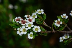 Baeckea latifolia