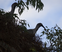 Theristicus caerulescens