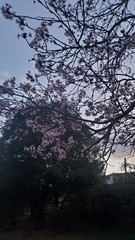 Prunus cerasifera pissardii