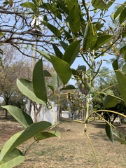 Erythrina corallodendron