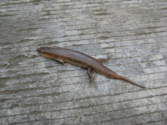 Plestiodon chinensis