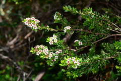 Baeckea latifolia