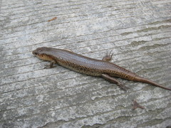 Plestiodon chinensis