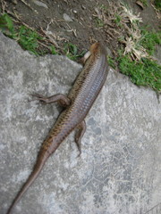 Plestiodon chinensis
