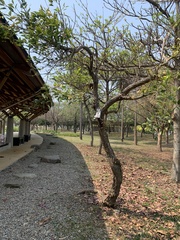 Erythrina corallodendron