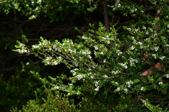 Baeckea latifolia