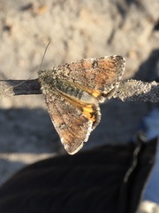 Archiearinae