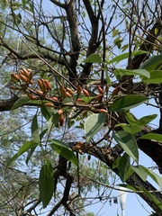 Erythrina corallodendron