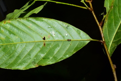 Castanopsis