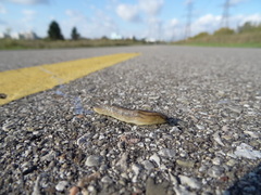 Arion fasciatus