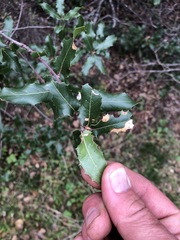 Quercus wislizeni frutescens