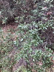 Quercus wislizeni frutescens