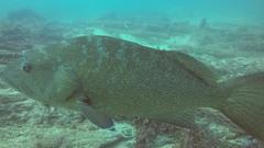 Mycteroperca rosacea