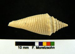 Conasprella sauros