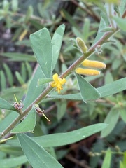 Persoonia mollis