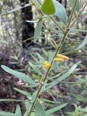 Persoonia mollis